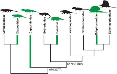 Gut Microbiota as a Trigger of Accelerated Directional Adaptive Evolution: Acquisition of Herbivory in the Context of Extracellular Vesicles, MicroRNAs and Inter-Kingdom Crosstalk